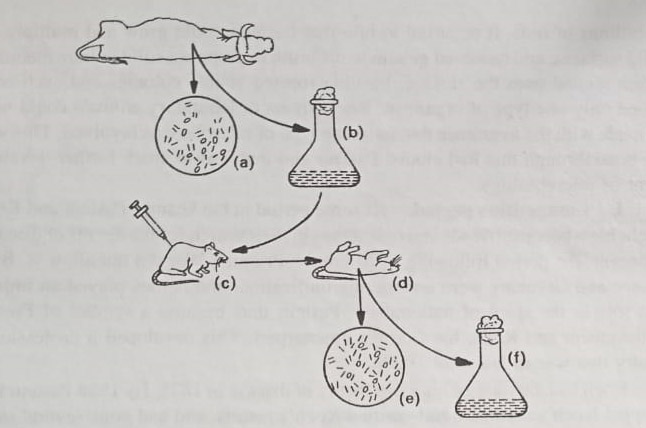 Demonstration of Koch's postulates